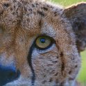 slides/_MG_8153.jpg wildlife, feline, big cat, cat, predator, fur, spot, cheetah, eye WBCW50 - Cheetah